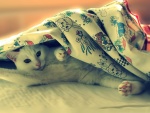Un gato blanco bajo la sábana