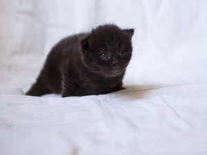 Un lindo gatito negro