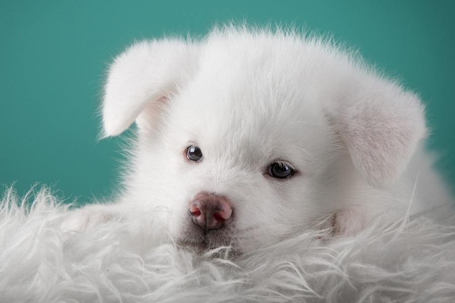 Hermoso perrito blanco