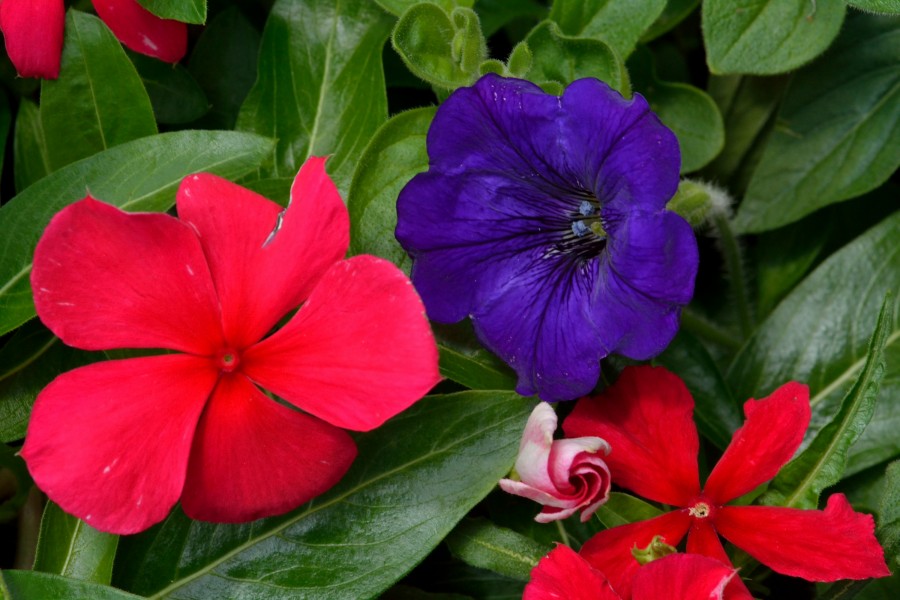 Flores en la planta