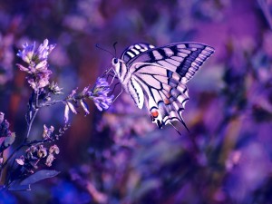 Hermosa mariposa posada en unas florecillas
