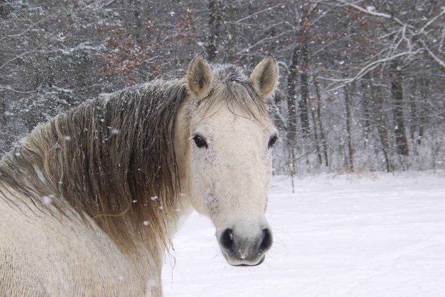 Nieve cayendo sobre un caballo