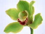 Hermosa orquídea verde