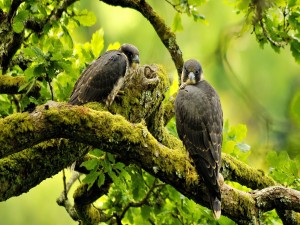 Dos halcones en un árbol