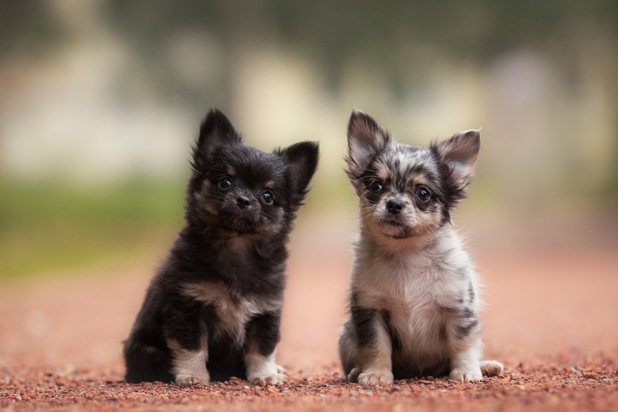 Dos lindos perritos chihuahua
