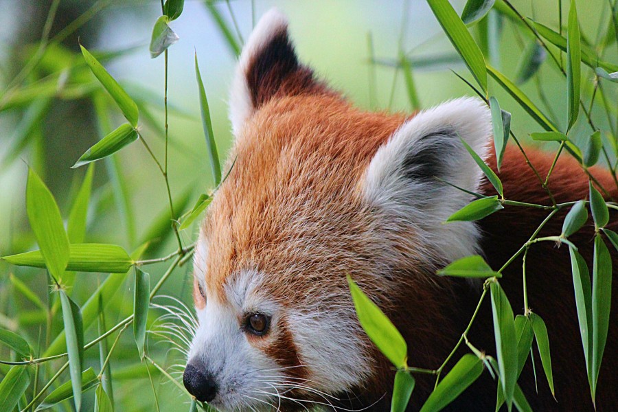 Panda rojo entre las hojas