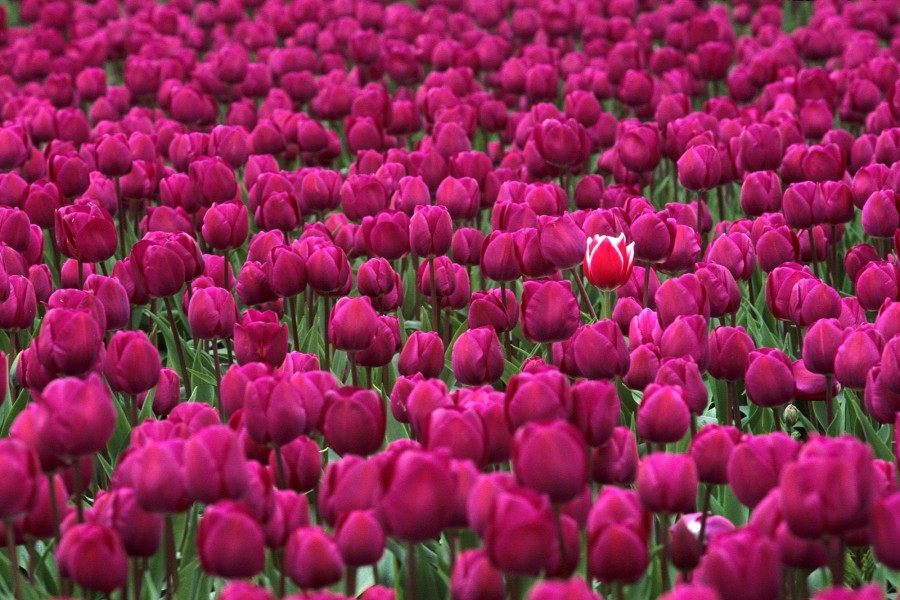 Tulipán destacando en un campo de tulipanes fucsias