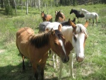 Manada de caballos en el campo