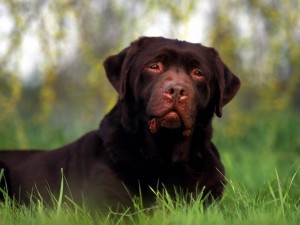Perro marrón sobre la hierba