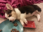 Perrito dormido junto al plato de comida
