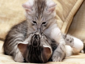 Gatitos dándose un beso