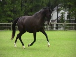 Bonito caballo negro trotando en la hierba