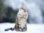 Hermoso gato sobre la nieve