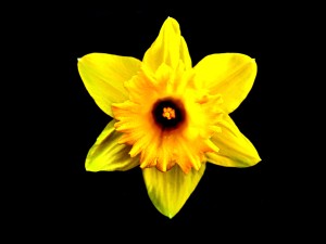 Flor amarilla en fondo negro