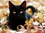 Un hermoso gato negro sobre hojas otoñales