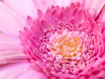 Hermosa flor de color rosa