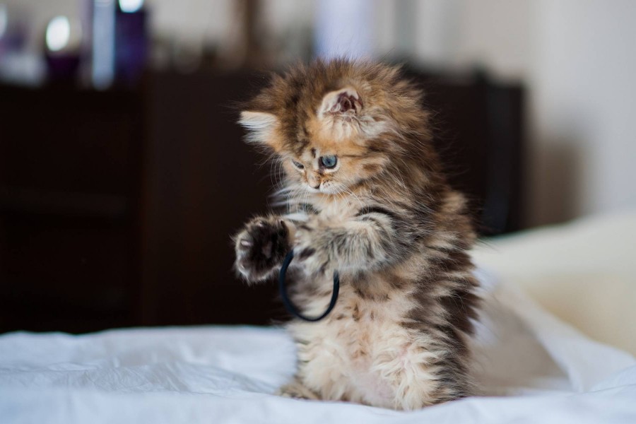 Gatito jugando con una goma