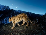 Leopardo de las nieves caminando por la montaña