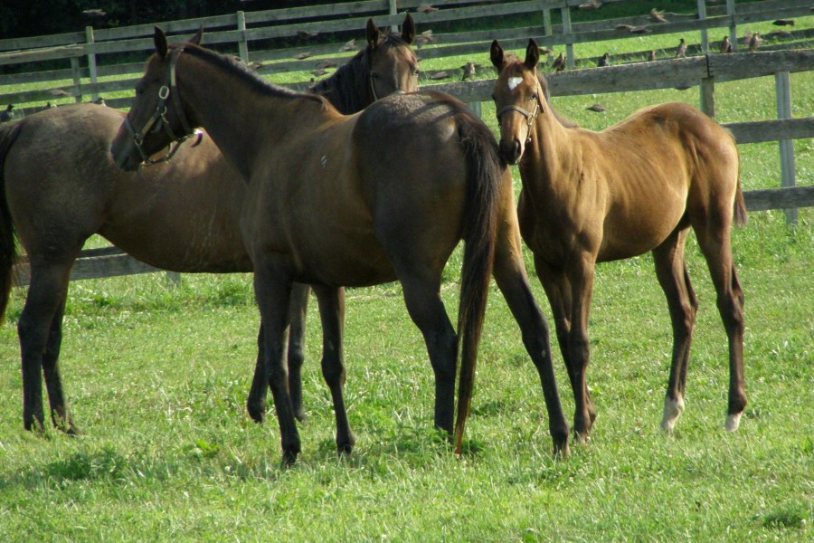 Caballos marrones sobre la hierba