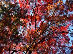 Árboles con hojas rojas en otoño