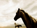 Dos caballos salvajes