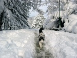 Gato caminando sobre la nieve