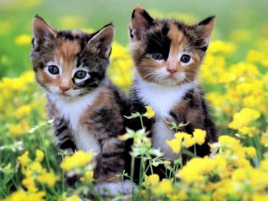 Dos gatitos entre las flores amarillas
