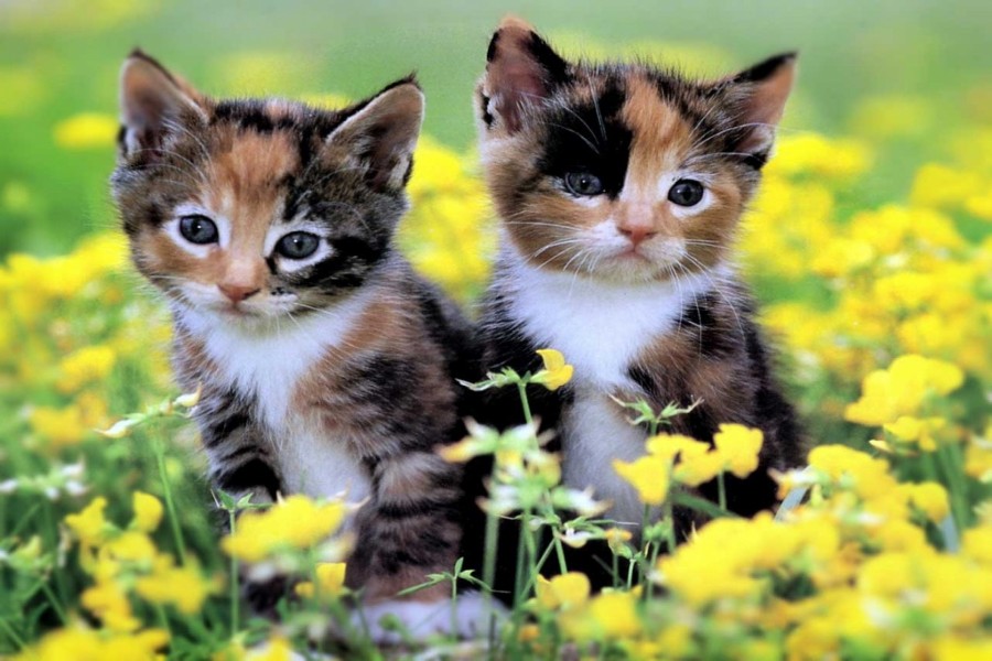 Dos gatitos entre las flores amarillas