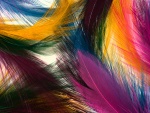 Coloridas plumas
