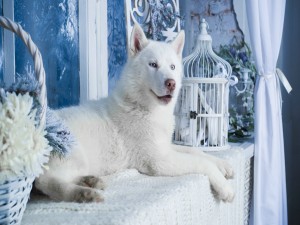 Husky blanco junto a la ventana