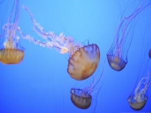 Atractivas medusas