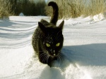 Hermoso gato negro caminando por la nieve