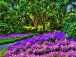 Jardín con flores de color púrpura