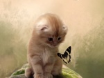 Gatito observando una mariposa