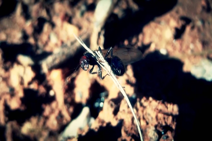Hormiga voladora sobre una ramita