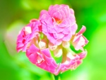 Lindas flores de color rosa