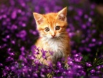 Gatito entre flores púrpura