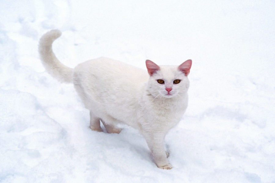 Un gato blanco sobre la nieve