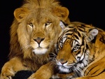 Tigre junto a un león