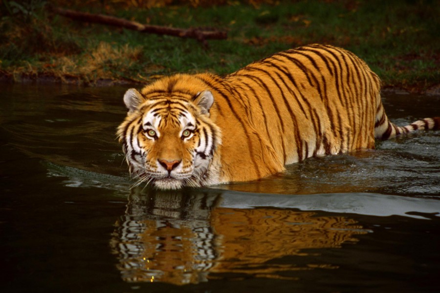 Tigre dándose un baño
