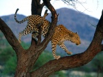 Leopardo caminando sobre un árbol