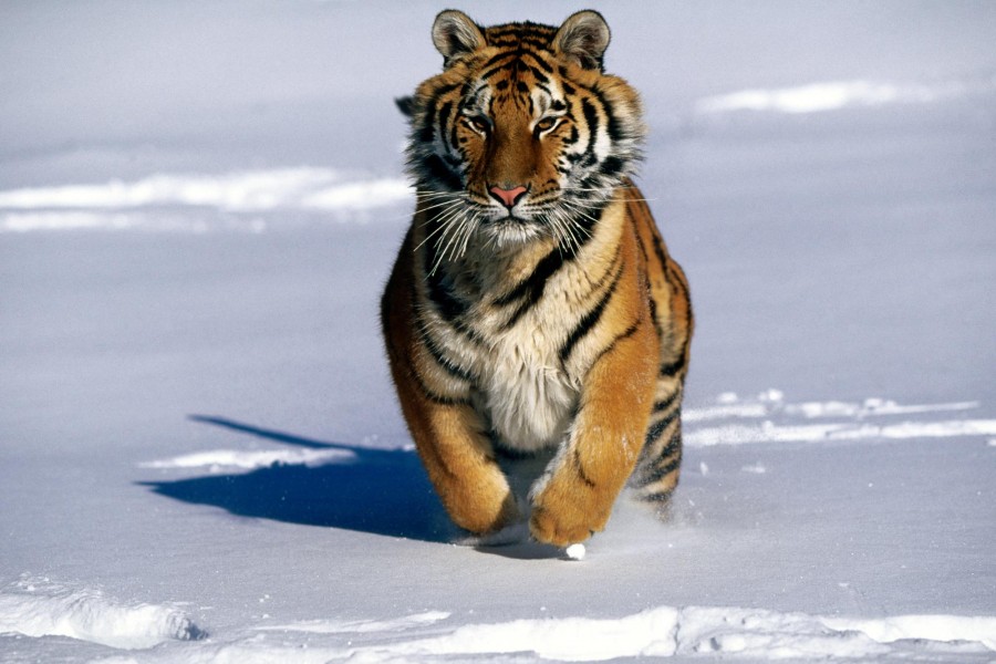 Tigre corriendo sobre la nieve