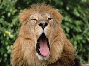 Un león bostezando