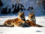 Dos tigres descansando en la nieve
