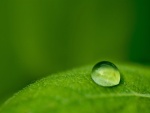 Gota de agua sobre una hoja verde