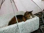 Gato bajo un paraguas