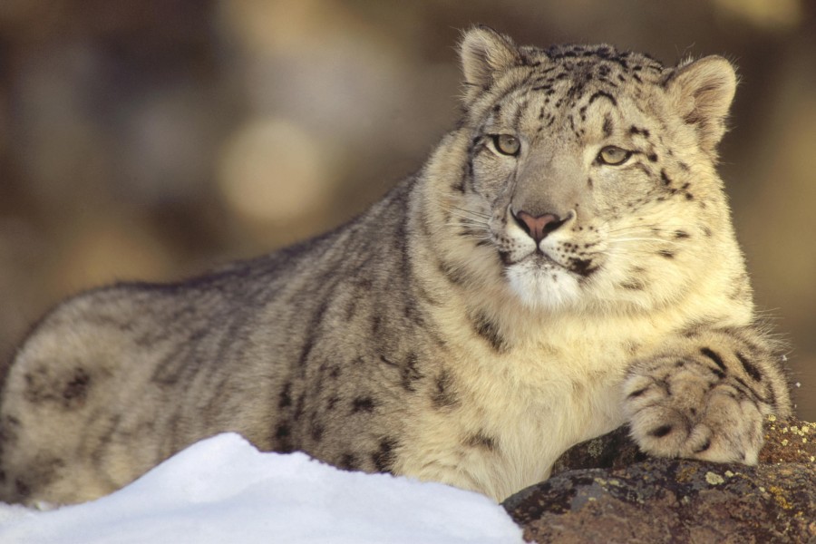 Un bonito leopardo de las nieves