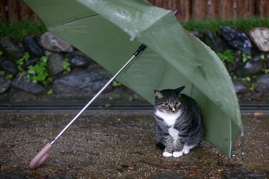 Gato resguardado de la lluvia