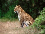 Leopardo observando el territorio