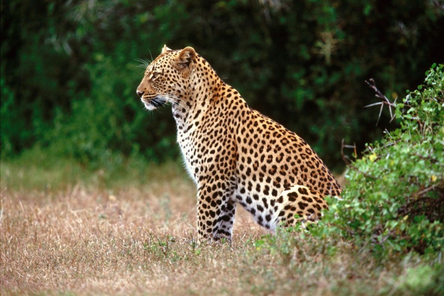 Leopardo observando el territorio